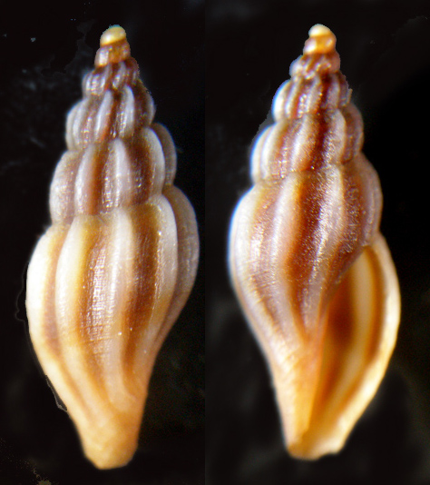 1) Mangelia bertrandi?